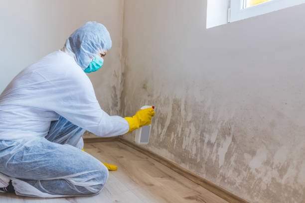 Licensed Black Mold Remediation service in Gainesville, TX - 24 Hour Mold Removal